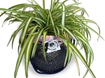 Porte-Plante